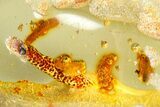 Polished Colombian Copal ( g) - Contains Millipedes & Termites #364277-1